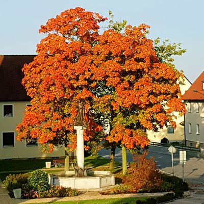 Bild vergrößern: Herbst in Wackersdorf